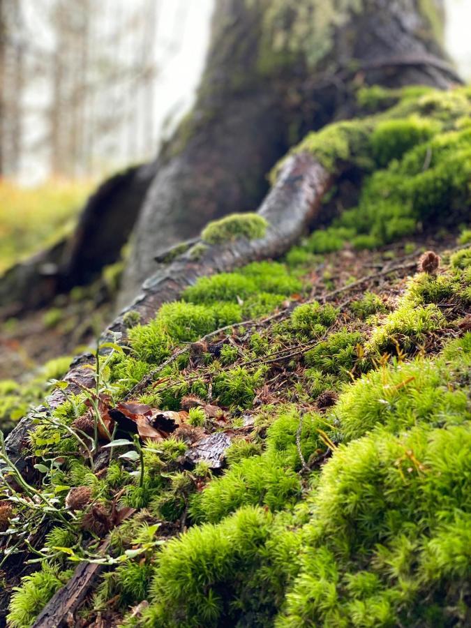 No 19 In The Black Forest 圣布拉辛 外观 照片